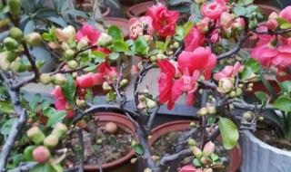 盆栽海棠用什么土壤 海棠用什么土栽最好呢