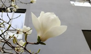 望春玉兰与白玉兰区别（望春玉兰是玉兰吗）