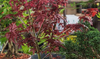 红豆杉的养殖方法和注意事项盆栽（红豆杉如何种植、需要注意什么）