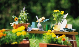 关于盆栽植物巴西美人如何养殖 巴西美人植物怎么养