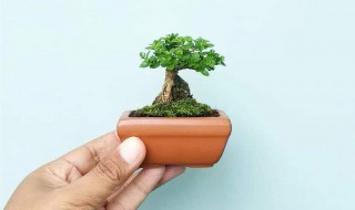 柴火灰可以种盆栽吗（柴火灰可以种菜吗）