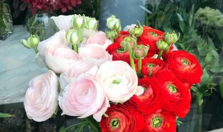 洋牡丹是深水养还是浅水养（洋牡丹深水养吗）