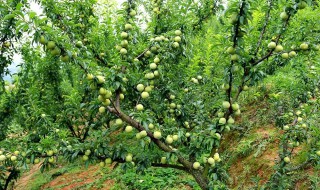 李子树苗几月份移栽好 李子树苗几月份种植合适