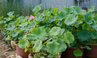 盆栽荷花繁殖方法 荷花怎样栽种