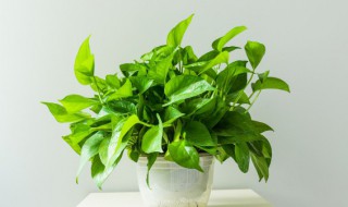 绿萝是花还是草 绿萝是不是草本植物