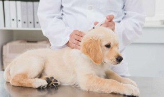 小狗多长时间打育苗 狗狗打疫苗的时间段是怎么样的