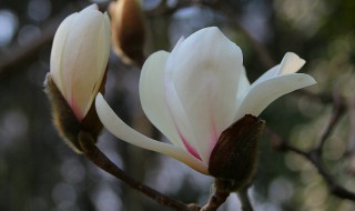 佛山市花是什么花 佛山市花是什么花啊