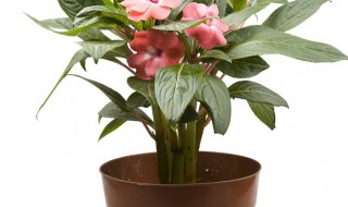 怎样养殖盆栽海棠（怎样种海棠花）