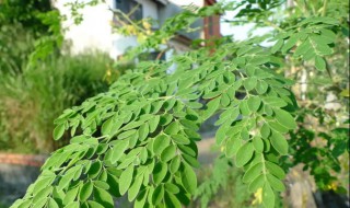 阳台盆栽辣木树方法 辣木树的种植方法