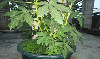 秋葵盆栽方法如下（秋葵的生长环境及栽培方法）