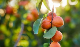 果树盆栽矮化方法(果树怎样矮化栽植)