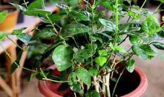 盆栽茉莉怎么养 盆栽茉莉怎么养护