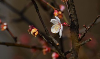 竹节梅花的养殖方法 竹节梅的养殖方法和注意事项