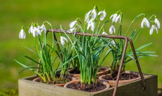 盆栽兰花养殖技术（兰花种养技术）