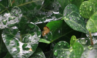 吸二手烟的植物盆栽有哪些 什么植物最能吸二手烟