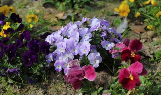 角堇花期 角堇花期多长时间