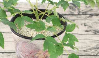 盆栽牡丹冬天能放在室外吗 牡丹冬季可以放室外吗