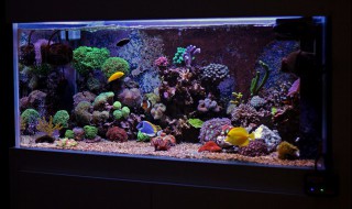 鱼缸沙子怎么清洗干净 鱼缸里面的沙子是怎么清理干净