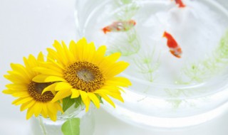 鱼缸过滤器怎么清洗（鱼缸过滤器怎么清洗视频）