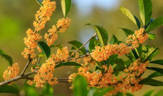 桂花喜欢水多还是水少（桂花需水量大吗）