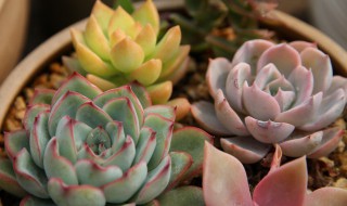 多肉天天晒太阳几天浇一次水（多肉晒太阳多久浇一次水）