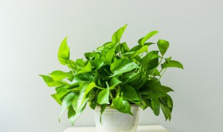 绿萝要怎么养才会越来越多（绿萝怎么养会越来越绿）