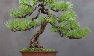 盆栽松树怎么种植(盆栽松树怎么种植,用什么土?)