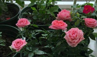 盆栽月季花后怎么处理 月季花开完花后怎么处理