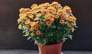 盆栽雏菊能活多少年(雏菊花能活多久)