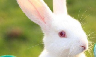 兔子脏了怎么清洗 兔子很脏怎么清洗