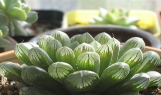 玉露寿的养殖方法 玉露寿怎么养殖