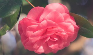 微型月季花的养殖方法（微型月季花的养殖方法和注意事项）