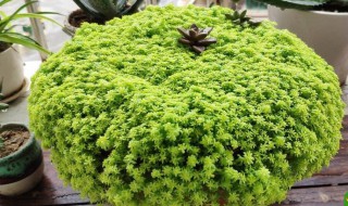 多肉黄金草的养殖方法（黄金草多肉的养殖技巧）