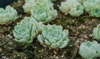 白月影养殖方法（白月影养殖方法和注意事项）