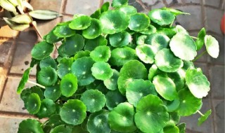 金钱叶的养殖方法和注意事项（金钱叶花怎么养）