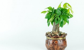 朋友搬新家送什么盆栽（朋友搬新家送什么盆栽花比较合适）