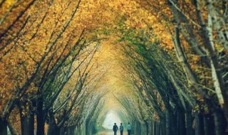 梧桐树的寓意及象征(法国梧桐树的寓意及象征)