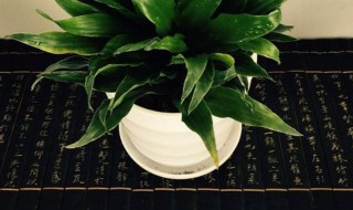 太阳神盆栽怕冻吗 太阳花怕冻吗