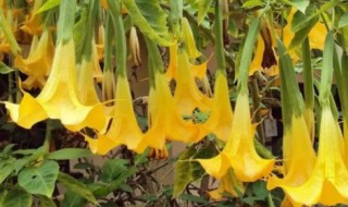 曼陀罗花好养吗（曼陀罗花适合家里养吗）