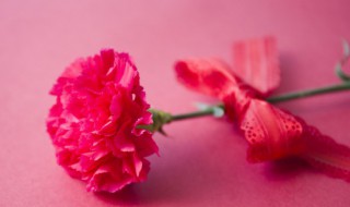 盆栽康乃馨开完花后是要剪掉么(盆栽康乃馨花败了怎么剪)