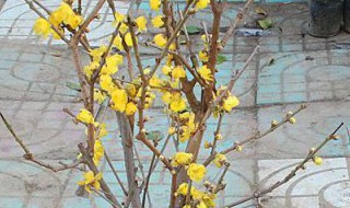 盆栽腊梅花该怎么种植管理（腊梅花怎样栽种）