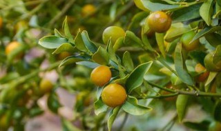 金钱橘养殖方法和注意事项（金钱橘移栽方法）