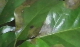 盆栽竹节海棠怎么掉叶（竹节海棠掉叶子怎么办）