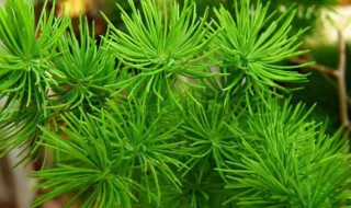 叶子细细的像松针样的盆栽叫什么（叶子细细的像松针样的盆栽叫什么菜）