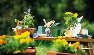 这一种类似竹子的盆栽叫什么 像小竹子的盆栽叫什么