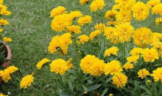 盆栽百日菊怎么养殖 百日菊怎么移栽