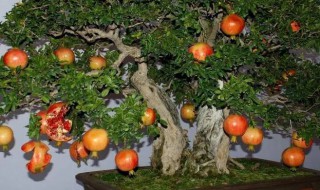 火灰可以种植盆栽吗 灰土能种植物吗