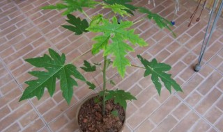 木瓜籽怎么种小盆栽（木瓜籽种出来盆栽结木瓜吗）