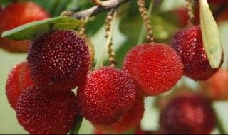 杨梅洗了可以放冰箱吗 杨梅能洗了放冰箱吗