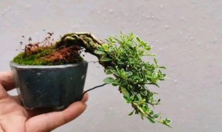 盆栽如何清洗叶面 如何清洗花卉叶子